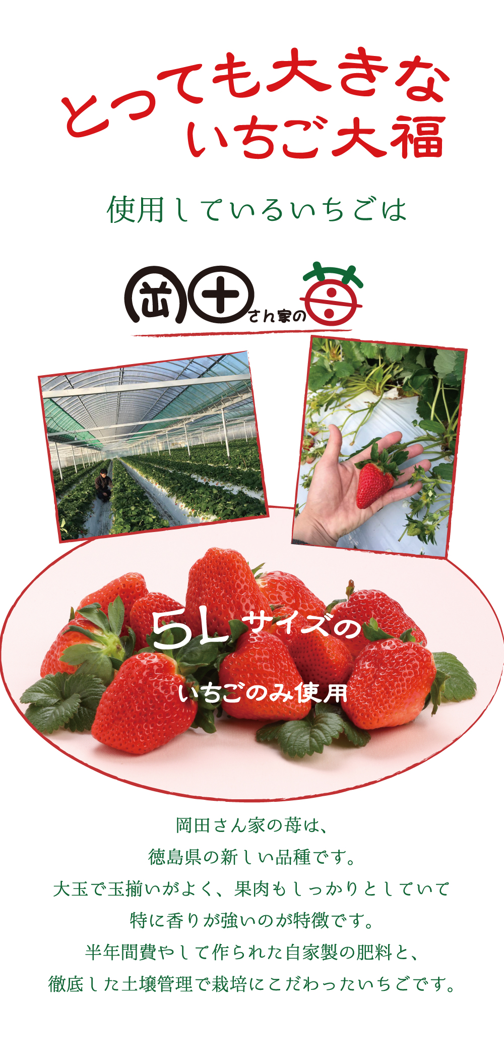 とっても大きないちご大福（ちちんぷいぷい）｜大阪・堺のいちご